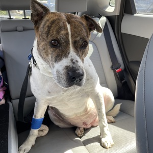 Fundraising Page: Julia Melfi